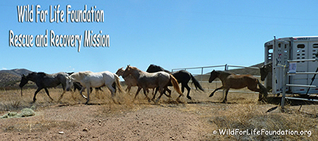 WFLF Wild Horse Rescue and Recovery